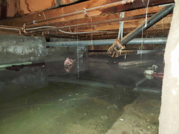 Best Water damage contractors near me  in Platte City, MO